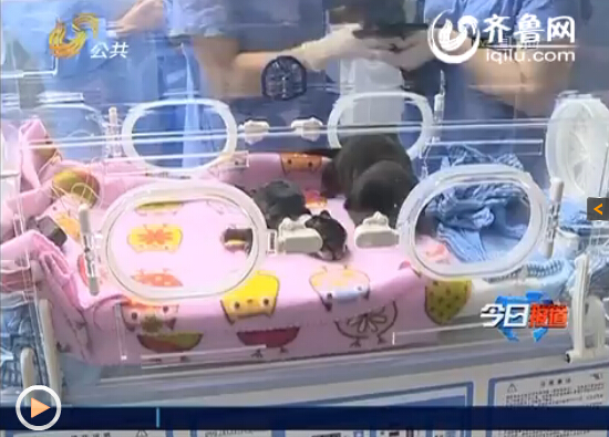 医护人员在为克隆藏獒做手术。（视频截图）