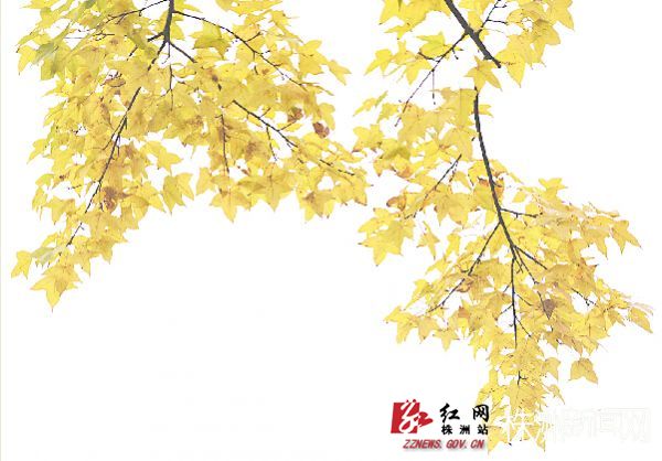10月12日，四桥附近，黄色的树叶为秋天增添了迷人的色彩。谢慧/摄