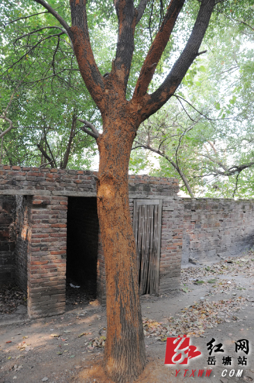 白蚁侵蚀樟树影响居民生活 芙蓉社区积极衔接除民忧