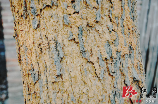 白蚁侵蚀樟树影响居民生活 芙蓉社区积极衔接除民忧