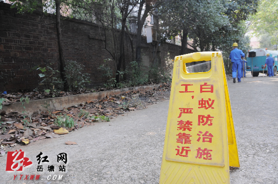 《白蚁侵蚀樟树影响居民生活》续：情况得到控制