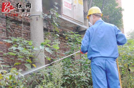 《白蚁侵蚀樟树影响居民生活》续：情况得到控制