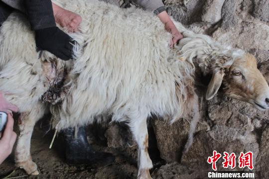 图为被狼群咬伤的羊。　张伟民摄