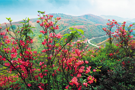 “人间四月芳菲尽,围山五月杜鹃红”,每年的四月底至五月初,几万亩映山红都会在大围山迎风绽放。