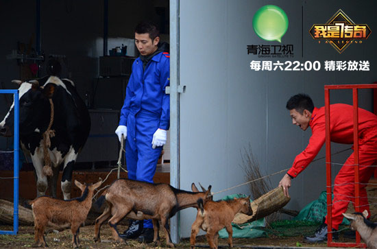 保剑锋、张一山赶羊