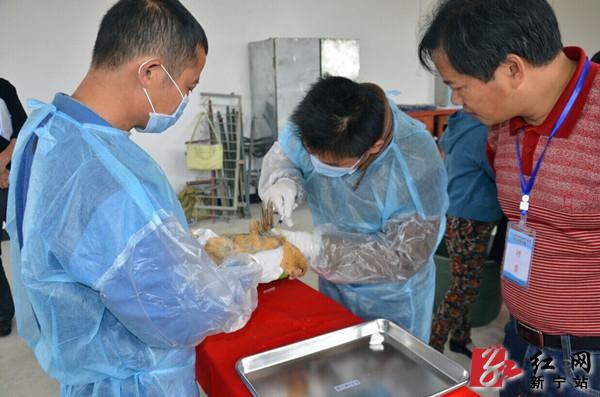 参赛选手在进行静脉采血。(李开祥 摄) 红网新宁站10月23日讯(分站记者 李开祥)10月21日至22日,新宁县首届动物防疫职业技能竞赛在新宁县职业技术学校举行。来自各乡镇动物防疫站和动物卫生监督分所的100多名一线职工参加了此次竞赛。县人大常委会副主任唐吉宏、县政协副主席王海昀亲临竞赛现场为获奖者颁发证书。 此次竞赛采取理论知识和操作技能相结合的方式进行。理论知识竞赛严格按国家职业标准高级(国家职业资格三级)要求,从职业技能鉴定国家题库农业分库中生成;操作技能主要考核鸡翅静脉采血、鸡的解