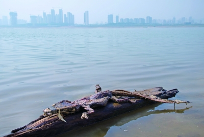 23日上午，浏阳河与湘江交汇的地方发现了一条鳄鱼的尸骸。