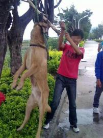 男子将狗吊树上虐杀。
