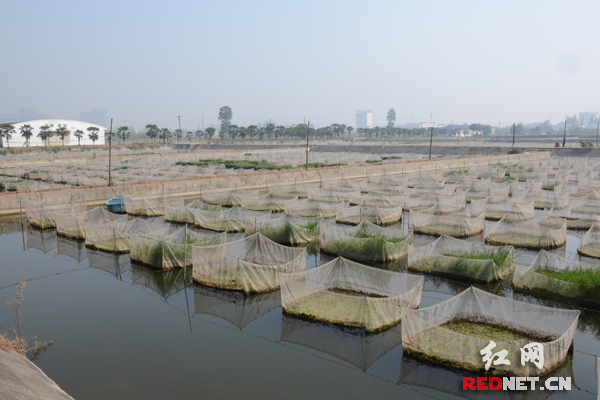 大明水产鳝鱼苗养殖基地。