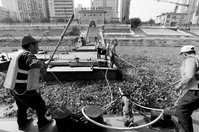 昨天下午，水上城管的工人加班清理陈忠贵失踪水域漂浮的大量水葫芦，为搜救陈忠贵清障。