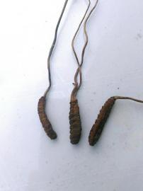 怪草疑似“虫草”