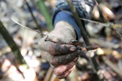 刚从地里挖出来的疑似“虫草”的生物