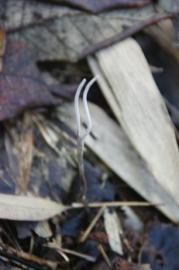 疑似“虫草”的生物