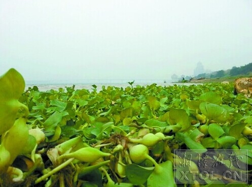 湘江二大桥附近水域，漂浮着大量水葫芦。（记者 竖戈 摄）