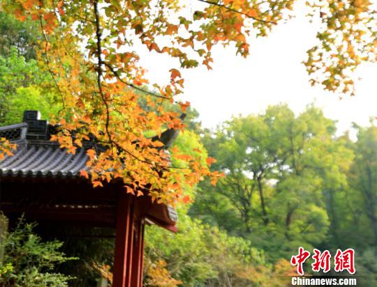 南京栖霞山红叶渐入佳境游客可踩“红毯”赏枫