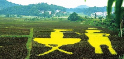 长沙县慧润国际露营基地彩色稻田 李健摄
