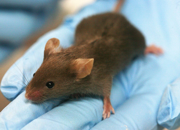 为什么有人能在埃博拉中幸存：基因和年轻