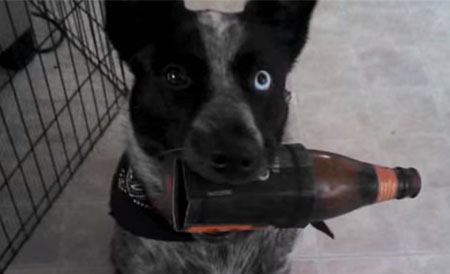 狗狗通人性：主人说口渴主动开冰箱递啤酒（图）