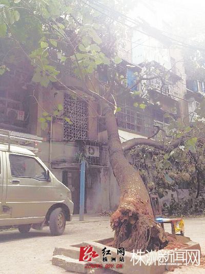 倾斜的大树倒在了居民楼前（记者 陈驰 摄）