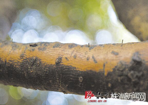 11月3日,神农公园里,一些树上钉了不少钉子(记者 谢慧 摄)