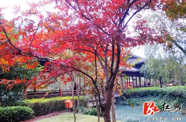 张家界黄龙洞广场晚秋美景如画游人如织