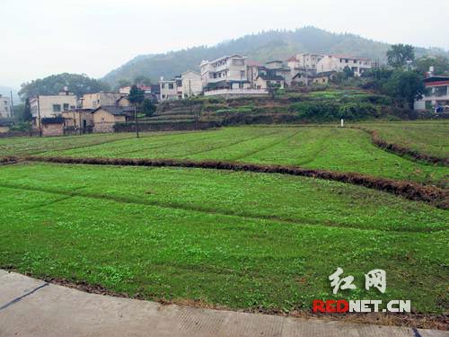 今年秋末湘乡市棋梓镇投入30余万元的7000余亩油菜示范片一派生机勃勃的景象。