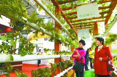 11月17日，消费者在参观无土栽培的蔬菜。本报记者 徐行 摄