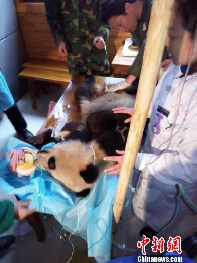 医生们全力抢救野生大熊猫。 尹海波 摄