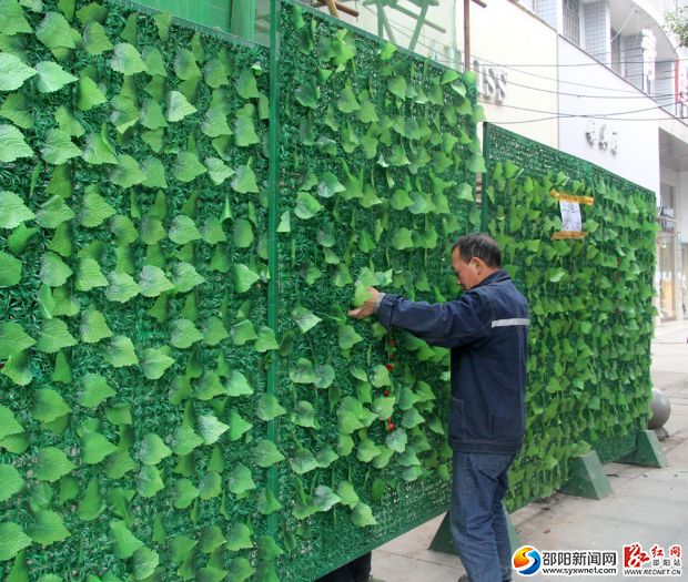 邵阳市城区占道施工绿篱围挡为城市增添绿色风