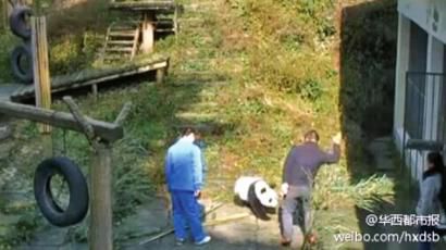 视频中，一位身穿便装的饲养员几次以拍打动作撵开靠近的大熊猫。（视频截图）