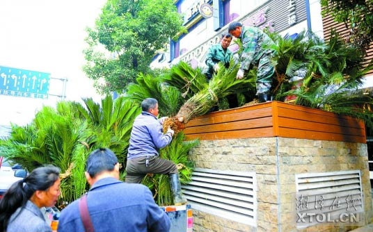 　11月21日，工作人员在河西地下商城的通风口上种植花卉、树木。（记者 方阳 摄）