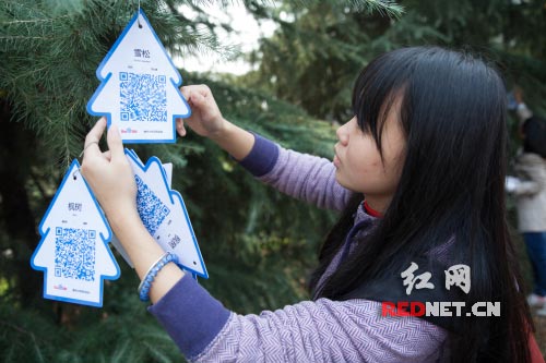 一名学生正在悬挂标有树种等信息的二维码树牌。