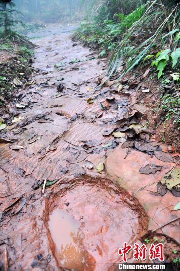 新发现的、分布密集的圆形恐龙脚印朱茂摄