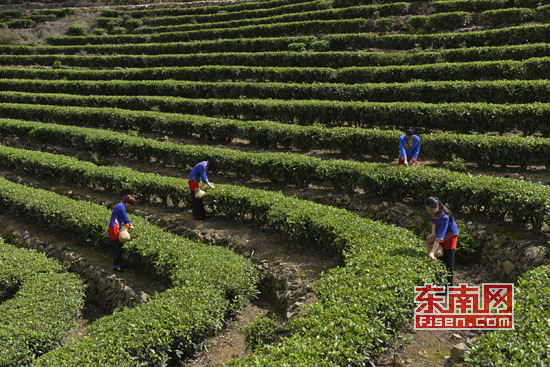 首届中国（莆田）龟山禅茶文化节