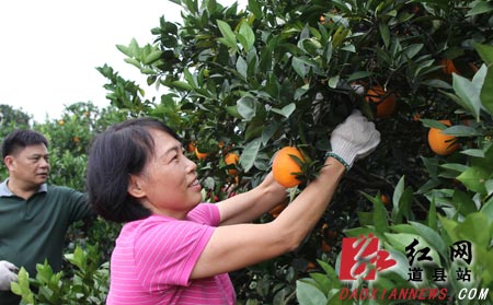 道县14.1万亩脐橙丰收 销售红火
