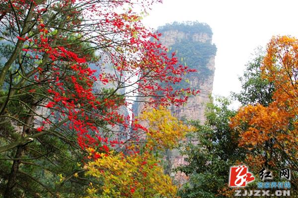 赏红叶观云海 张家界核心景区初冬美景变幻惹人醉