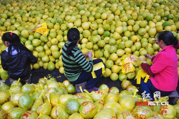 农户为香柚套袋。