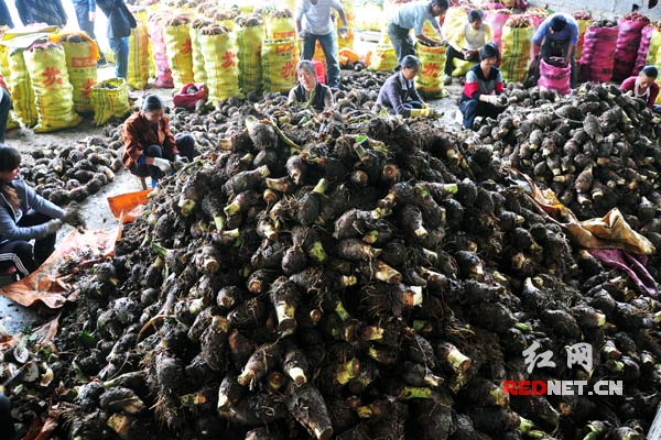 农户整理香芋。