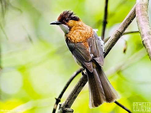 栗背短脚鹎。《新报》