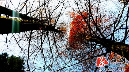 武陵源核心风景区初冬美景醉游客