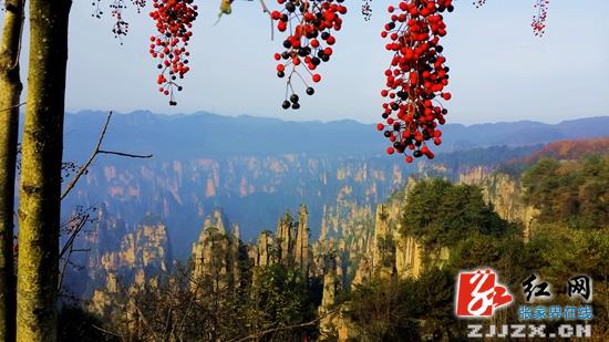 武陵源核心风景区初冬美景醉游客