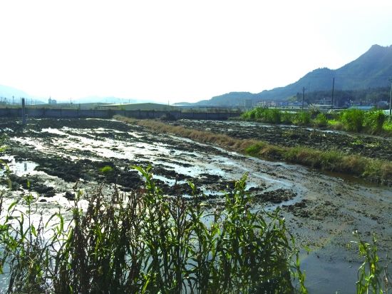 通山牧场后面被大面积污染的田地