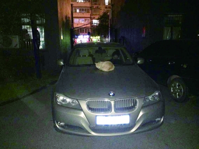 卧在宝马上的高冷猫。