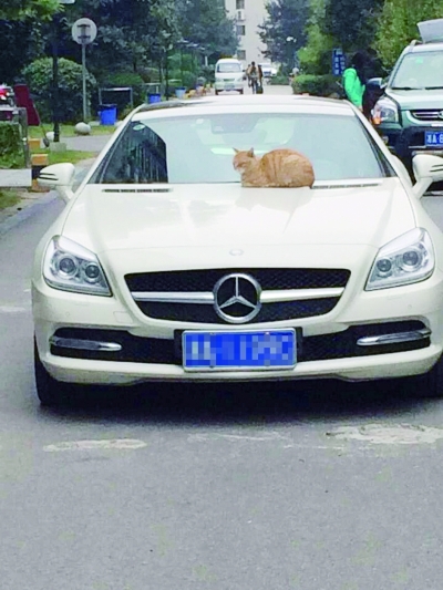 卧在奔驰上的高冷猫。