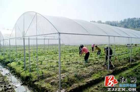 武陵源区农技推广项目惠民生 三大产业稳步发展