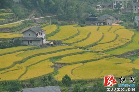 武陵源区农技推广项目惠民生 三大产业稳步发展