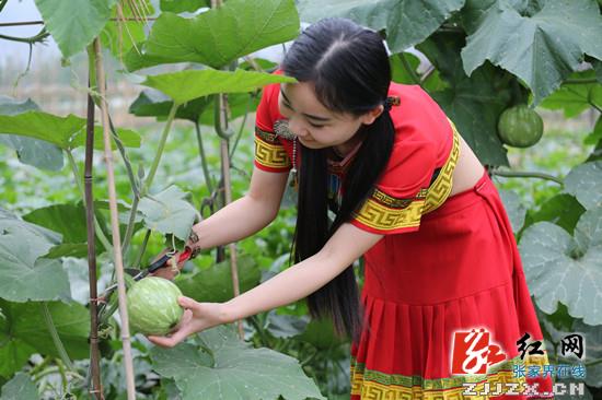 武陵源区：现代农业发展助力农民增收致富