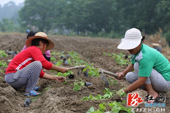 武陵源区：现代农业发展助力农民增收致富