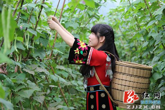 武陵源区：现代农业发展助力农民增收致富