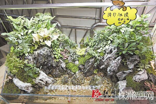 种植在1.9米长玻璃缸里的水陆微景观 记者 刘娟 摄